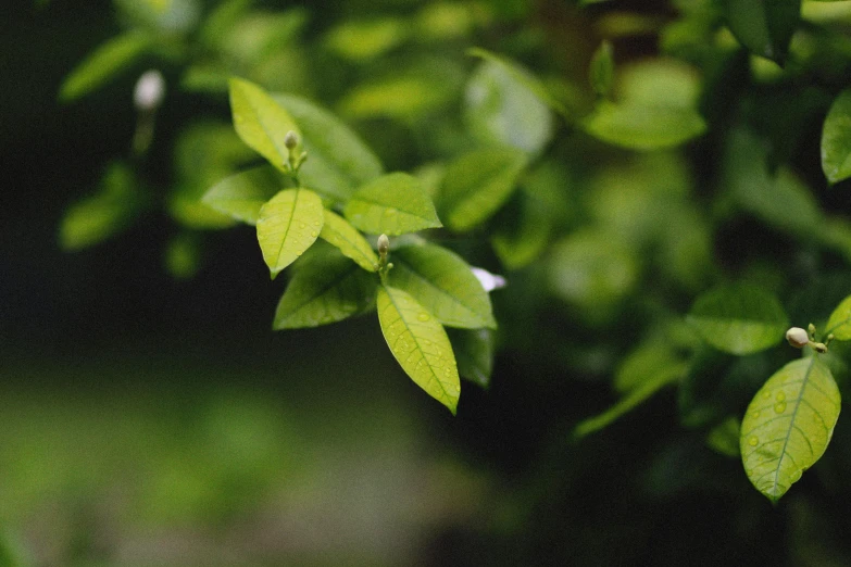 closeup po of leaves showing very tiny amounts of sunlight