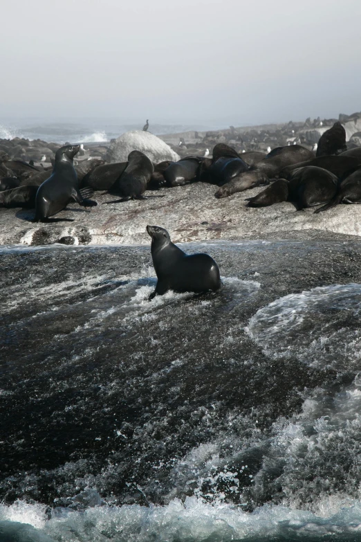 an animal is walking in the water on some rocks