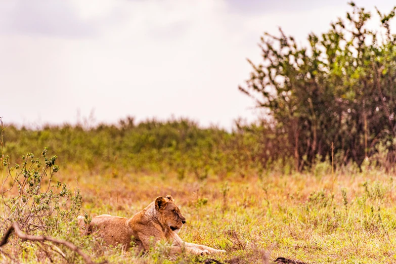 a lion laying in the middle of a grass covered field