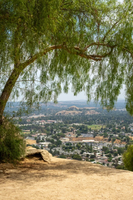 a bench that is under a tree on a hill