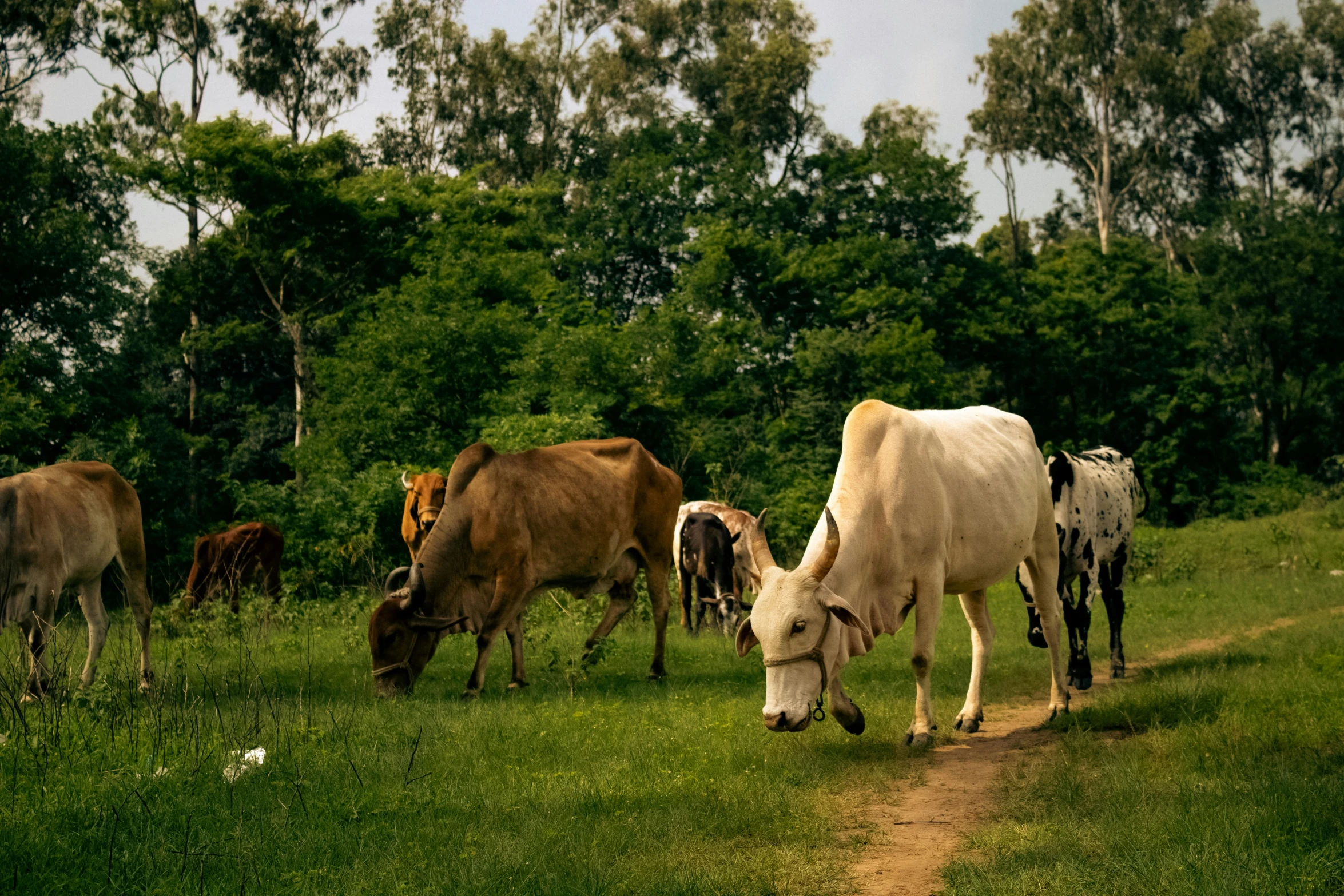 a herd of cattle grazing on green grass