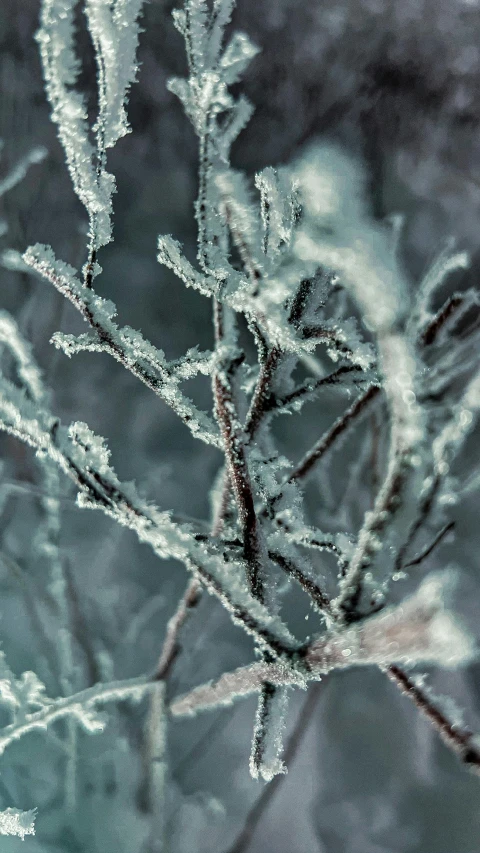 snow crystals hanging on the nches of a tree