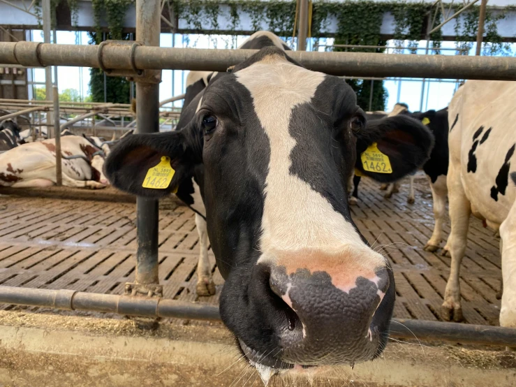 cows standing around and eating inside of a stable