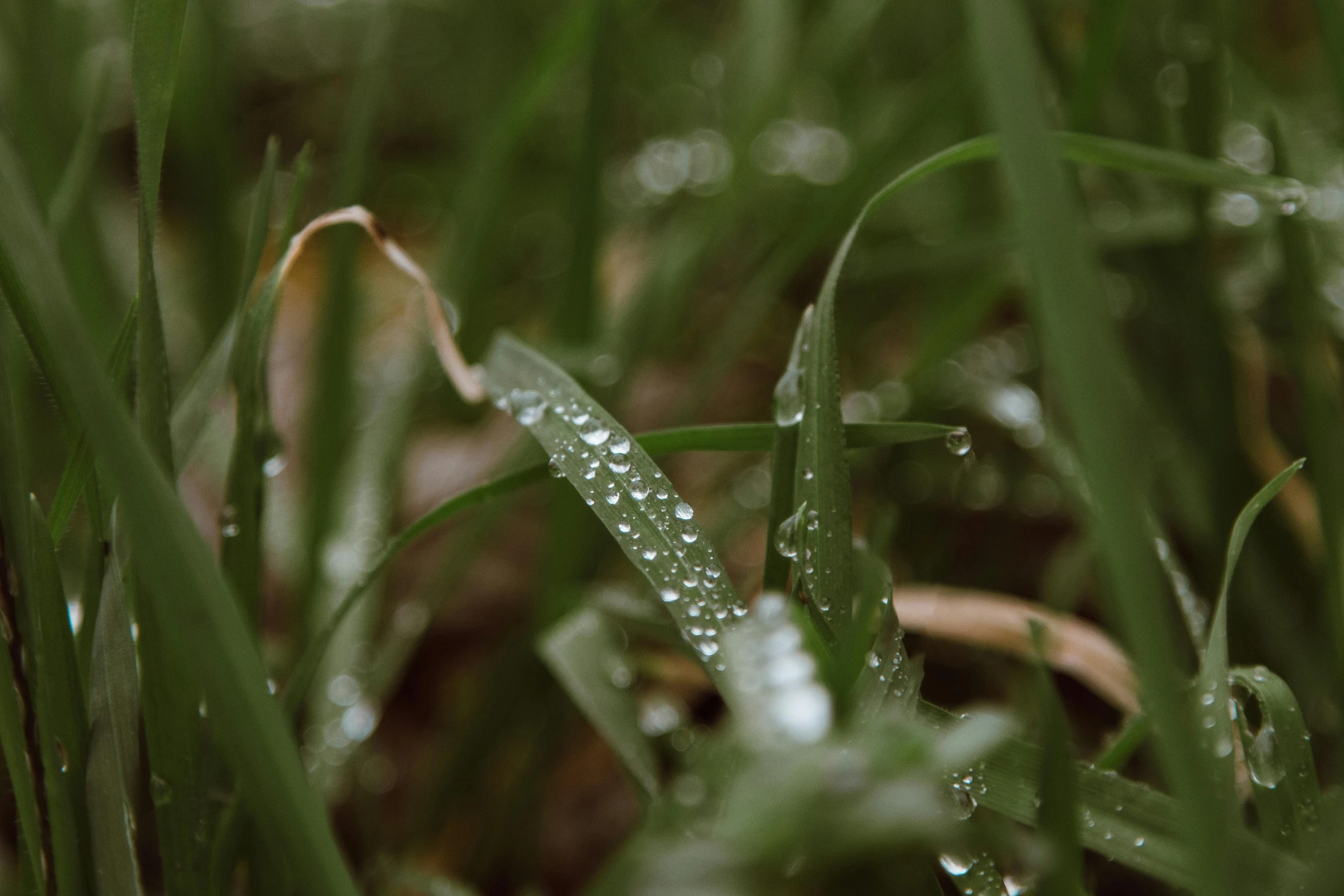 a little raindrop sitting on a green grass field