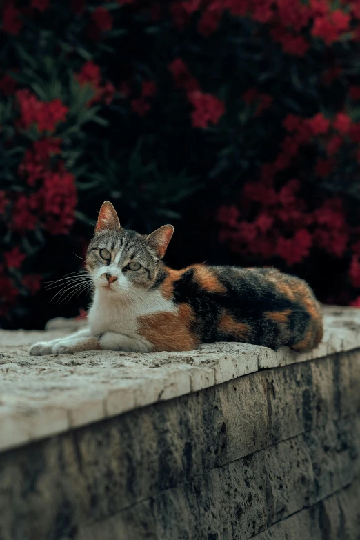 cat with orange, white, and black color sitting on cement
