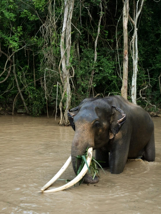 an elephant in the water with long tusks