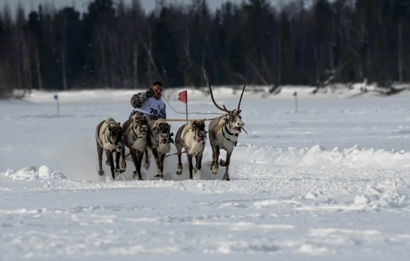 there is a man riding a sled being pulled by animals