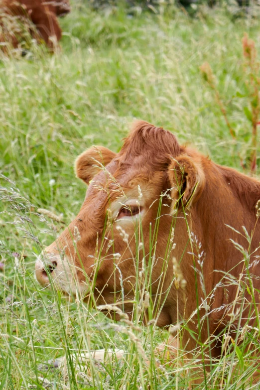 a cow lying down in some green grass