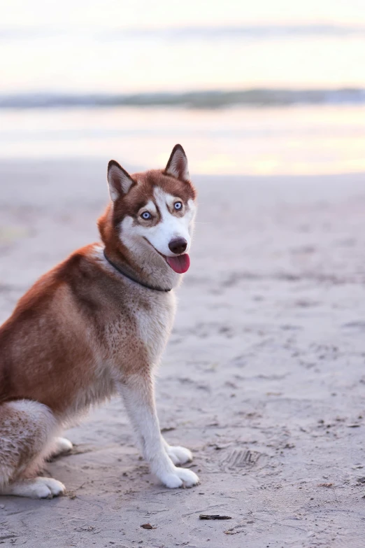 a dog sitting on the sand near the water