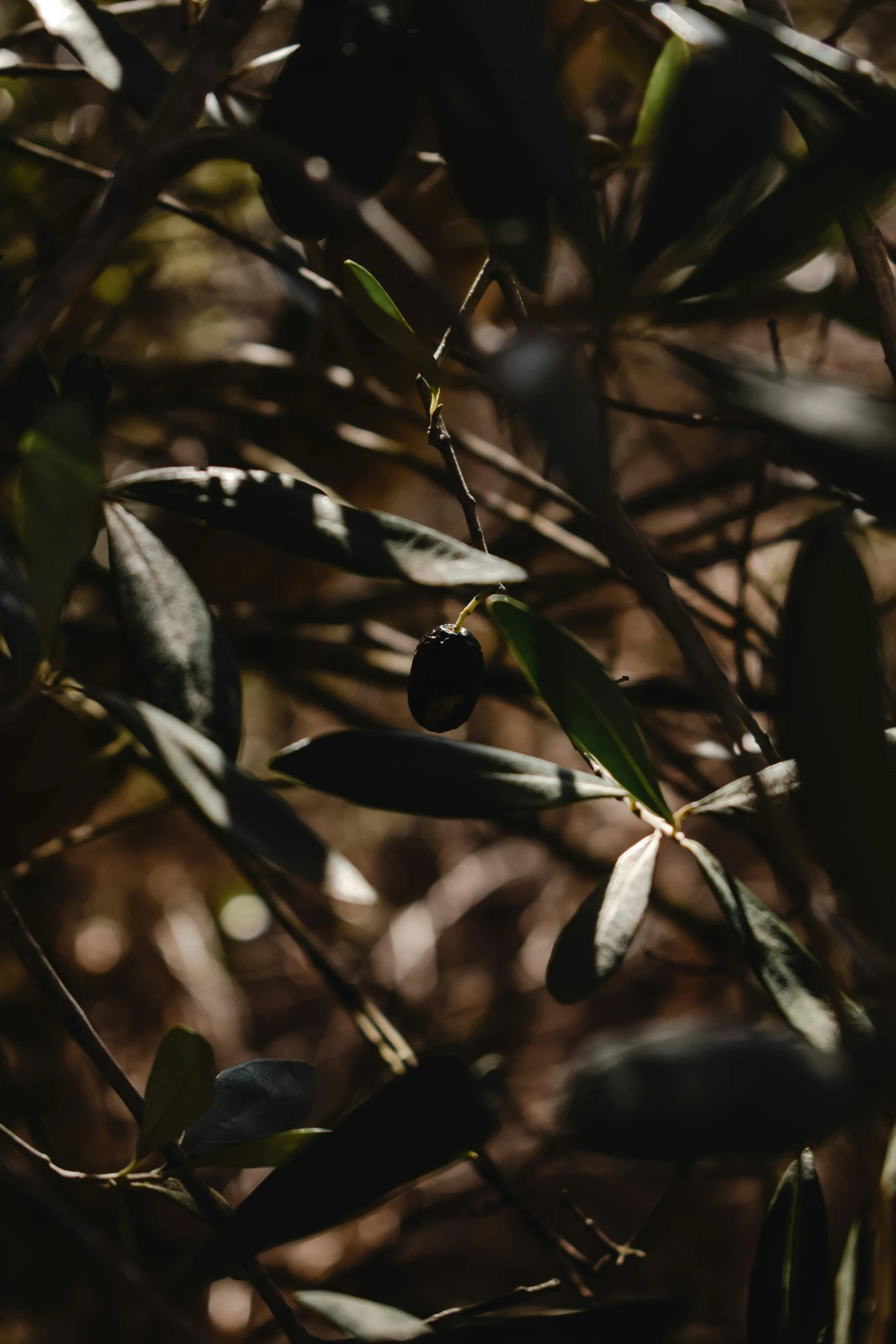 a bunch of olives on the nch of a tree