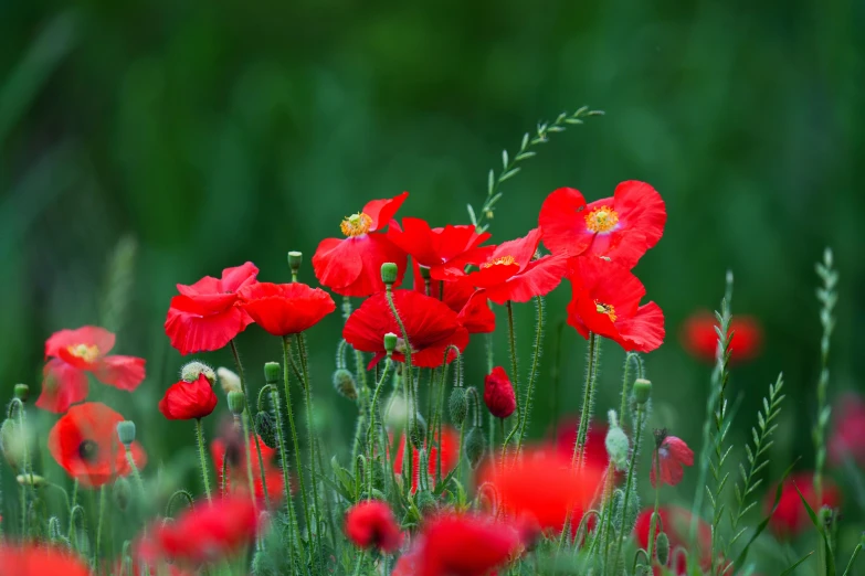 a close up of red flowers in a field