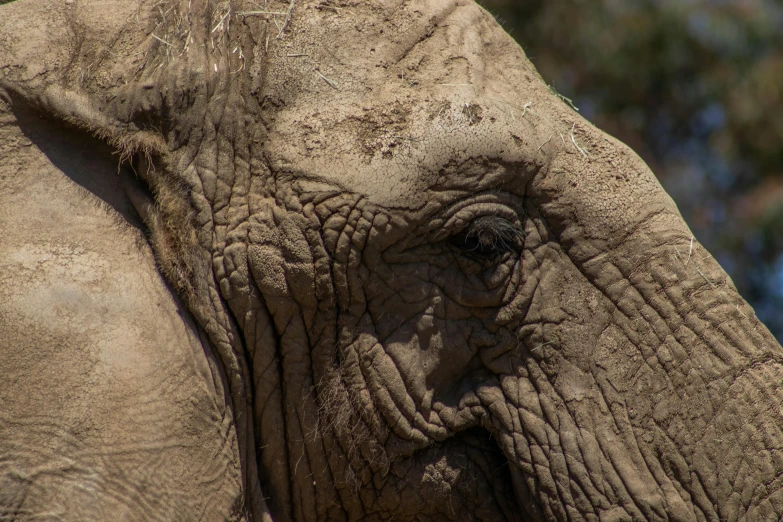 close up view of the skin and wrinkled eyes of an elephant