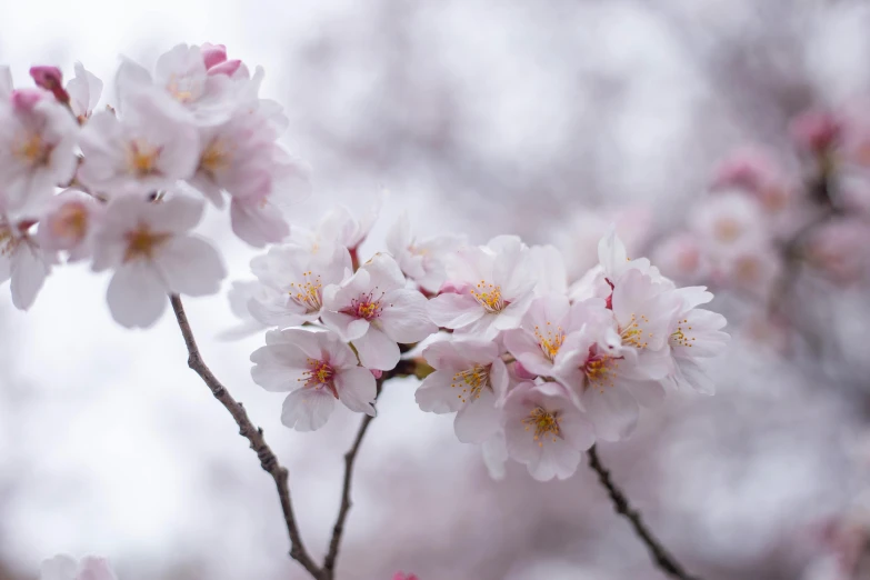 some flowers are blooming near a white building