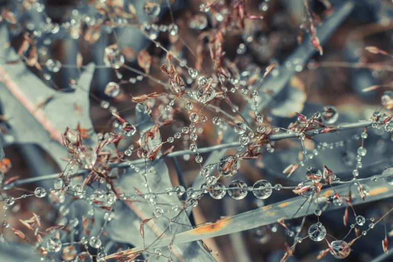 a bunch of raindrops on the leaves of a plant