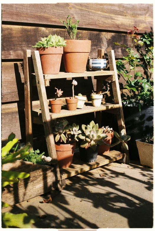 pots and plants are arranged on a shelf