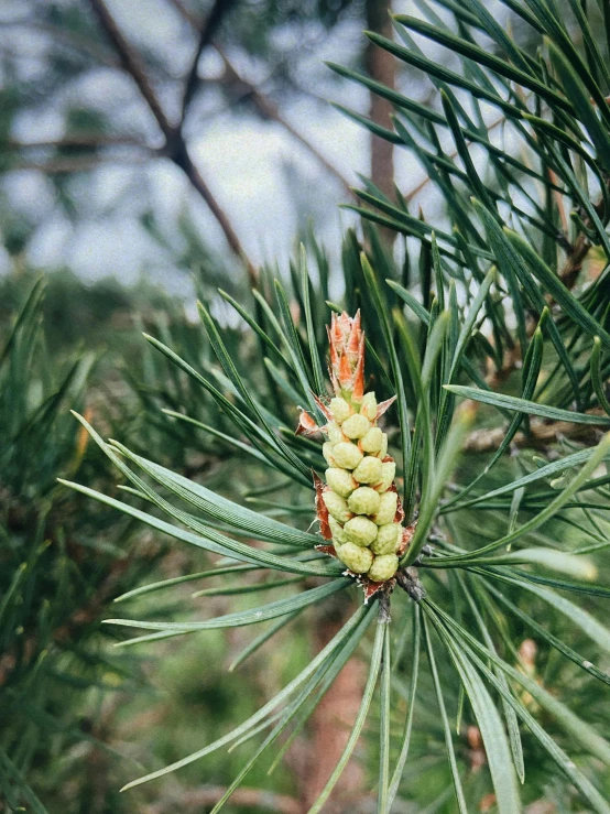 the nch of the pine tree has several cones on it