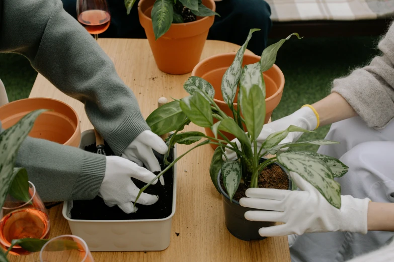 people wearing gloves hold plants in their hands