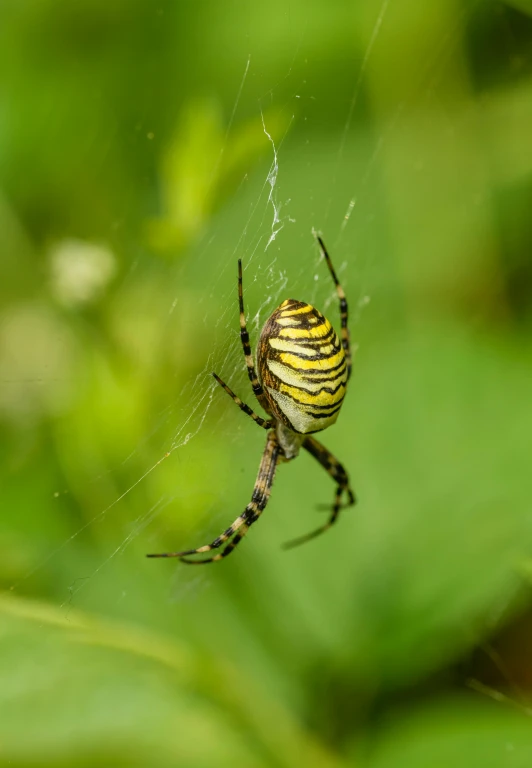 a small yellow and black spider sitting on top of a web