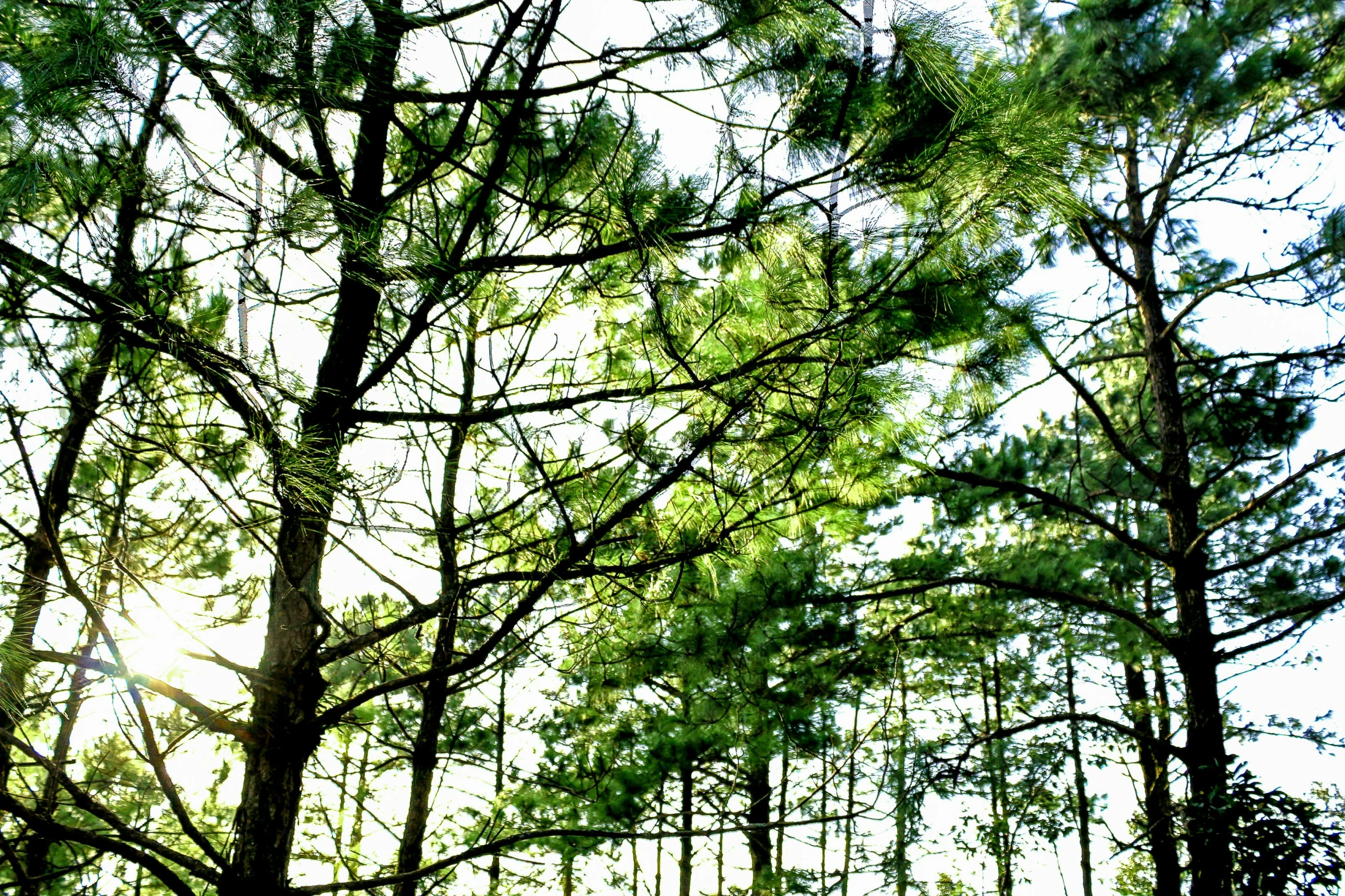 a black bear walking in the woods near some trees