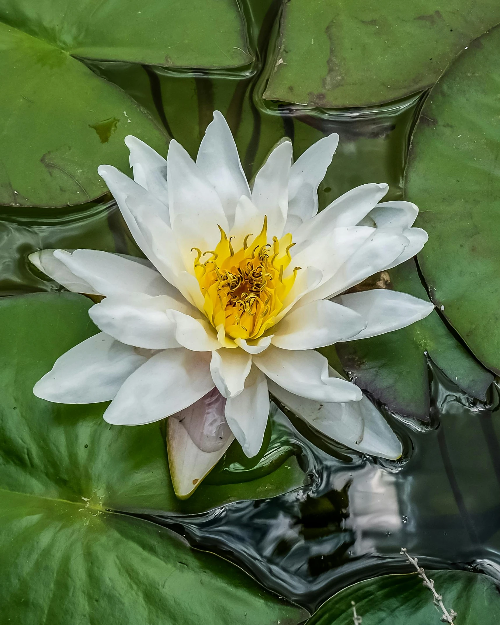 a beautiful white water lily with green leaves