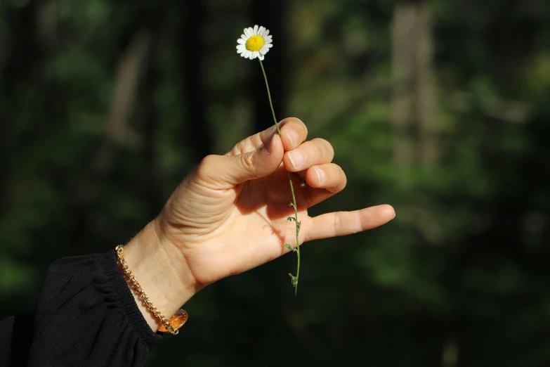 a person holding a flower in their hand