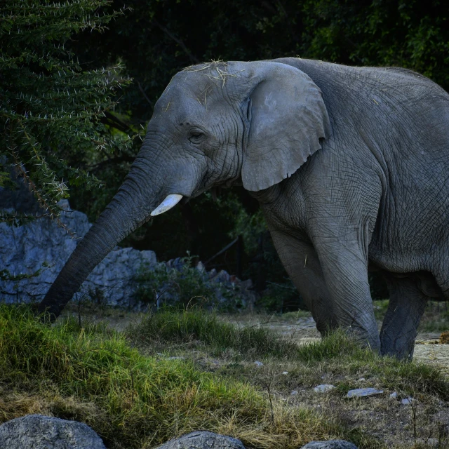 a small elephant that is walking around