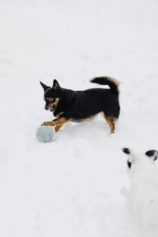 a couple of dogs playing in the snow