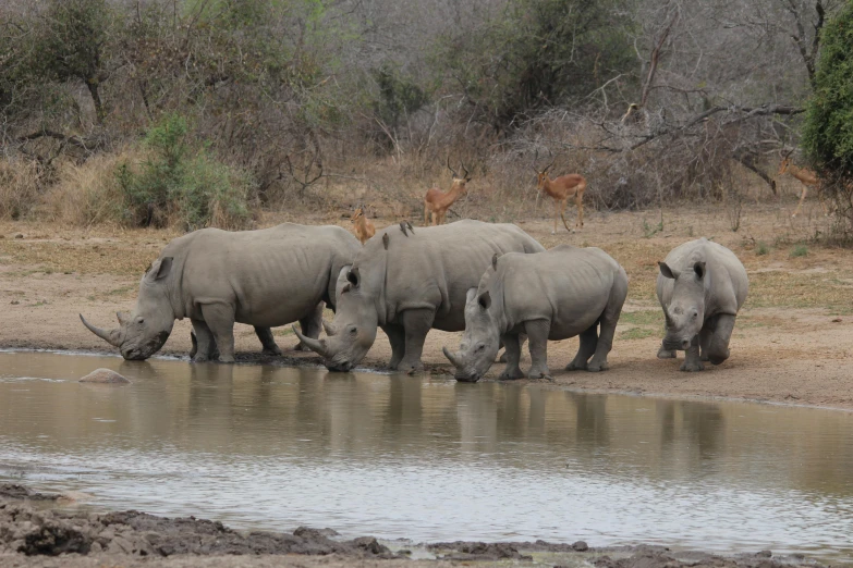 a herd of rhino standing next to a river