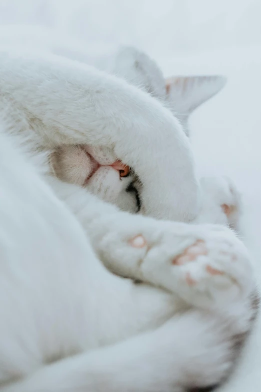 white cat is asleep peacefully in the snow