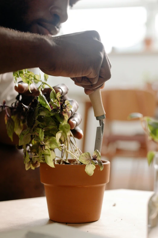 a person  into some plants with scissors