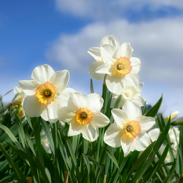white daffodils with yellow centers against a cloudy sky