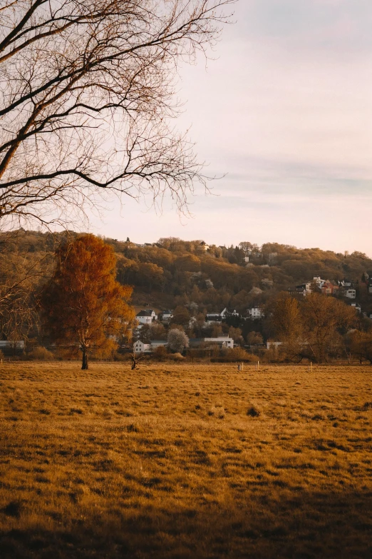 a field with two trees and buildings behind it