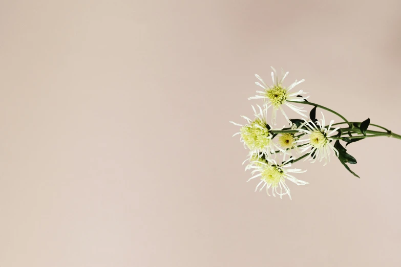 flowers are growing out of the center of a vase