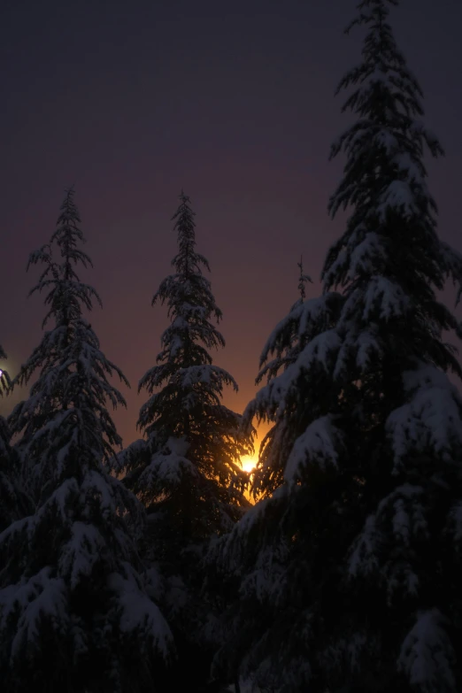 the snow covered trees in front of the building are lit by the lamp post