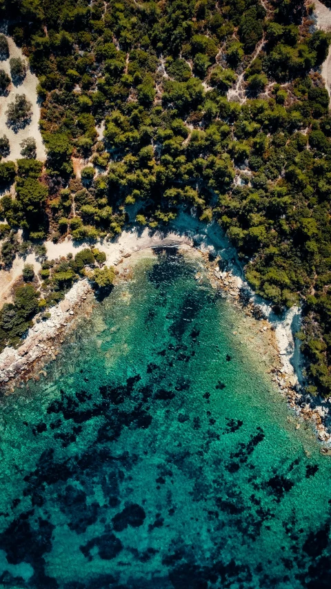 aerial view of several trees growing near a blue body of water