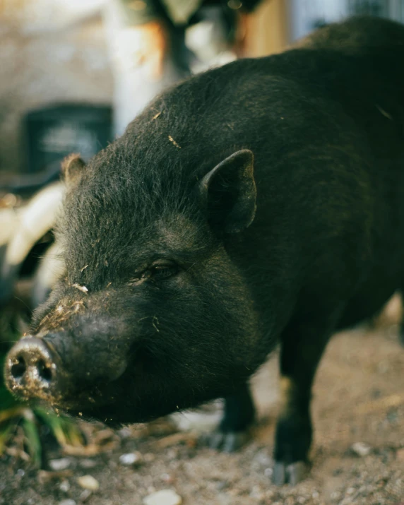 a pig eating soing with it's nose