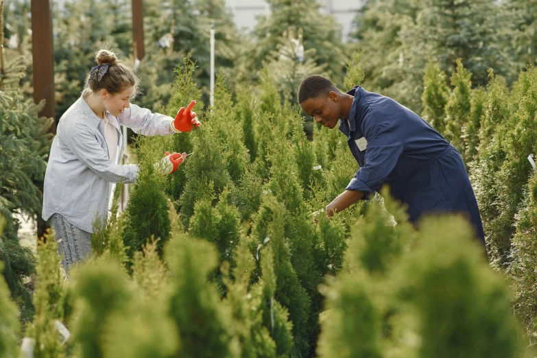 an adult and a child picking christmas trees