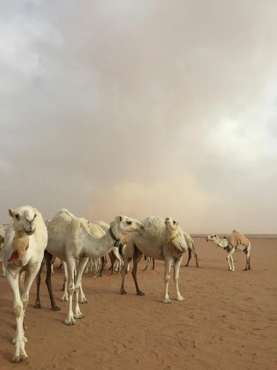 a group of camels walking in the sand