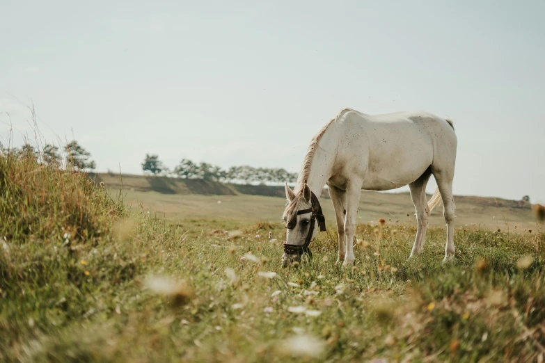 a horse eating grass in the middle of a field