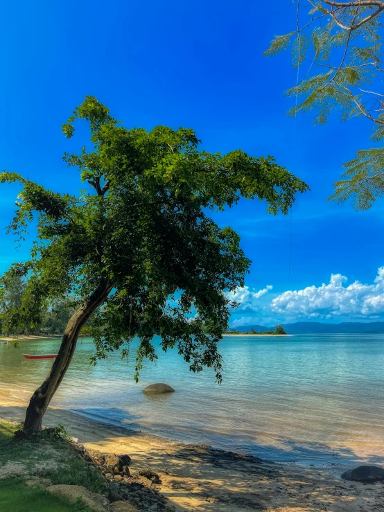 a lone beach chair under a tree on an island