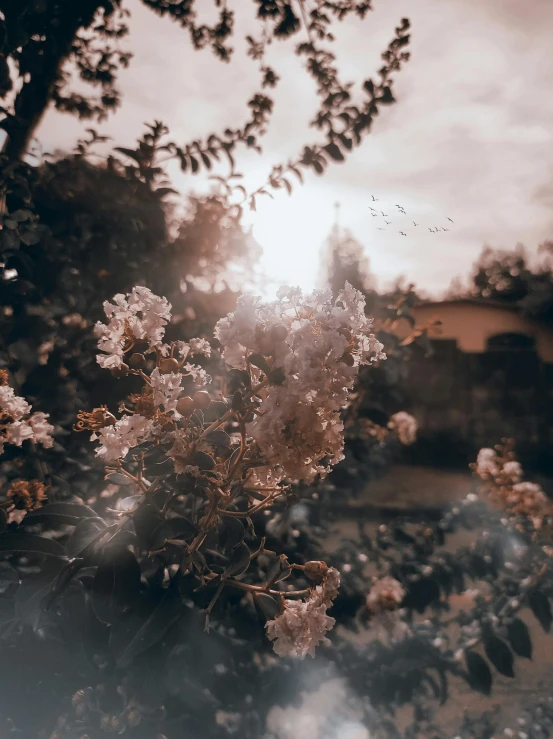 flowers bloom in an open space with the sun setting