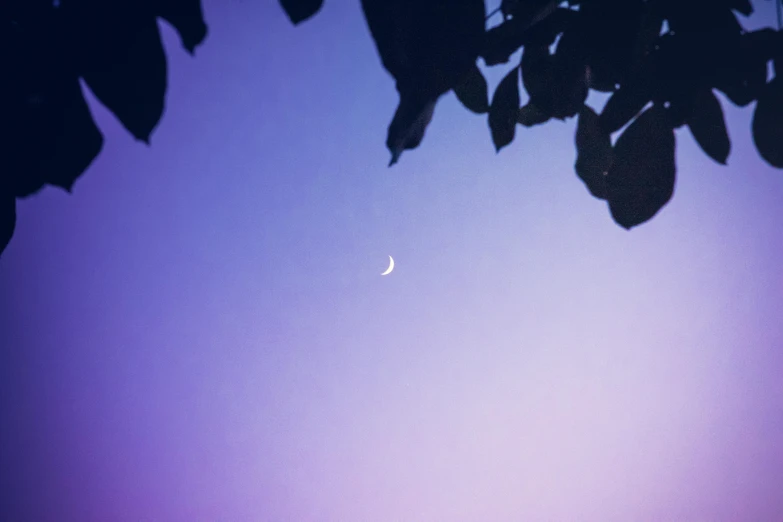 a single crescent is seen between leaves and the sun