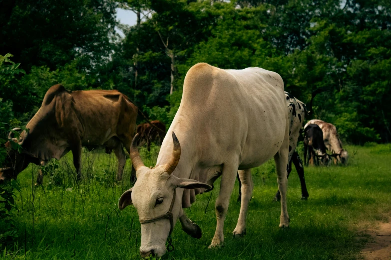 a cow that is grazing in some grass