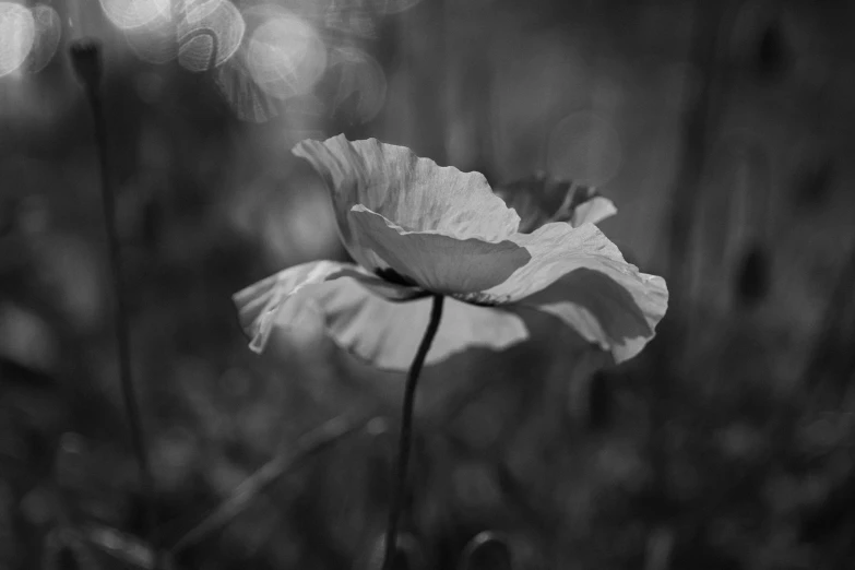 black and white po of a flower in a field