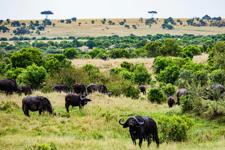 many large animals standing around in the grass