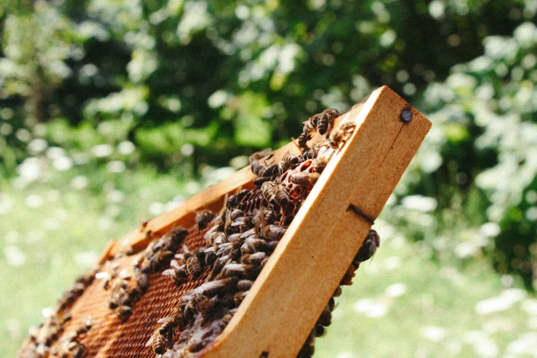 a full frame of honeycombs in a bush