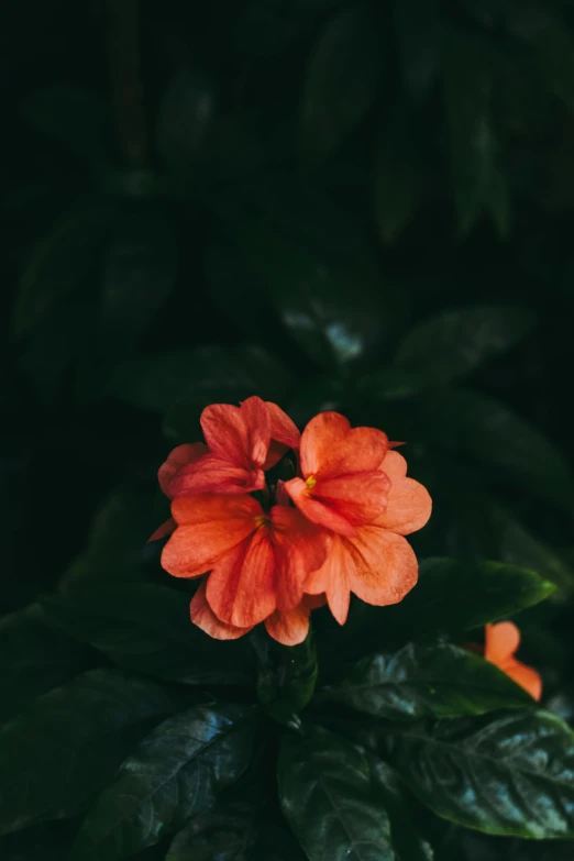 the close up s of the large red flower