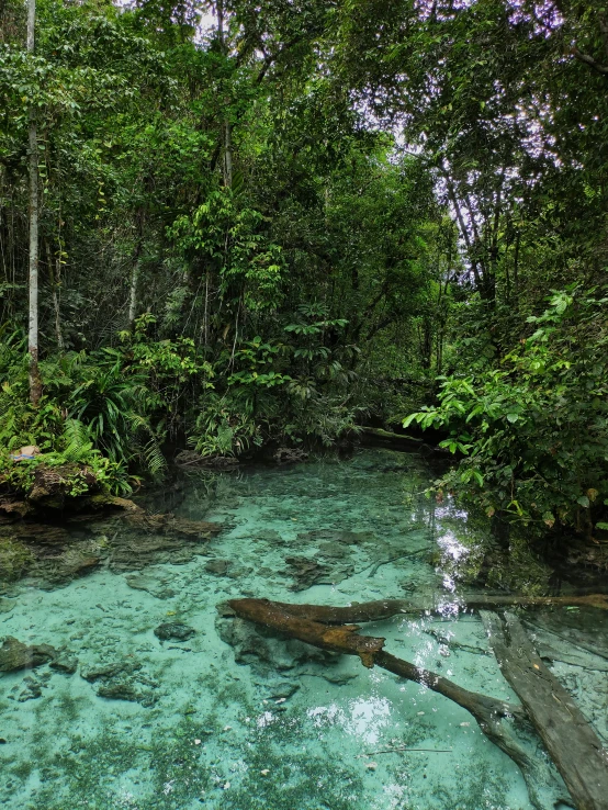 a river in the middle of a forest