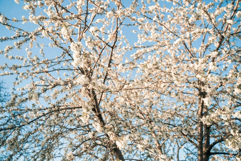 white flowering trees are in a park setting