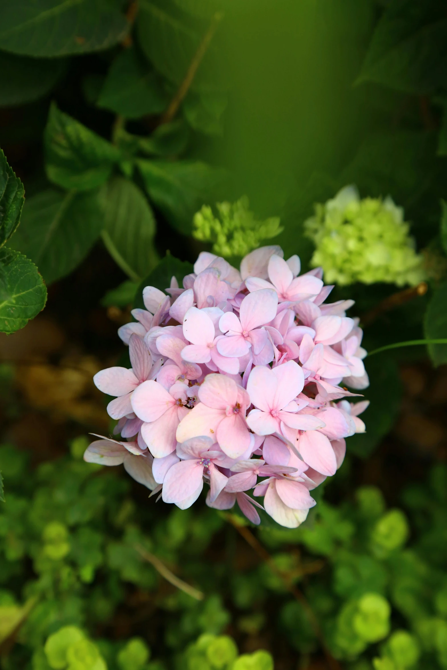 the small pink flower is blooming in the garden